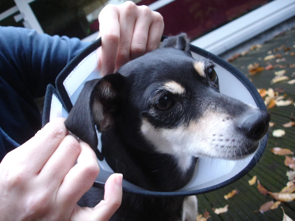 Flamingo Carcan Capo 31,5cm – Image 5